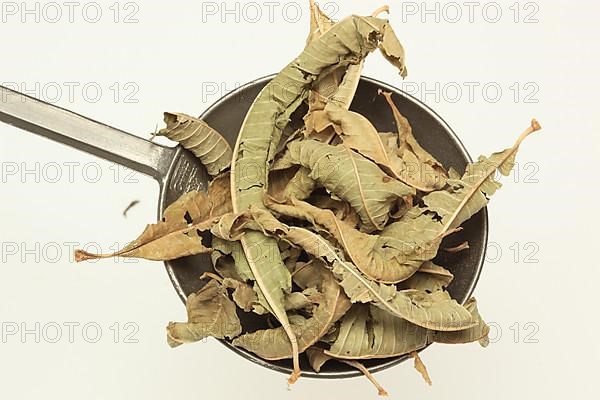 Dried leaves of the medicinal plant verbena,