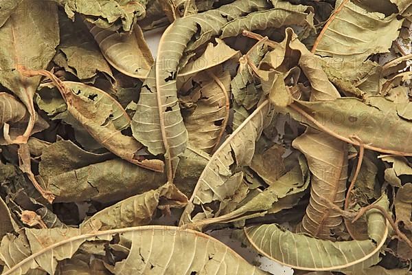 Dried leaves of the medicinal plant verbena,