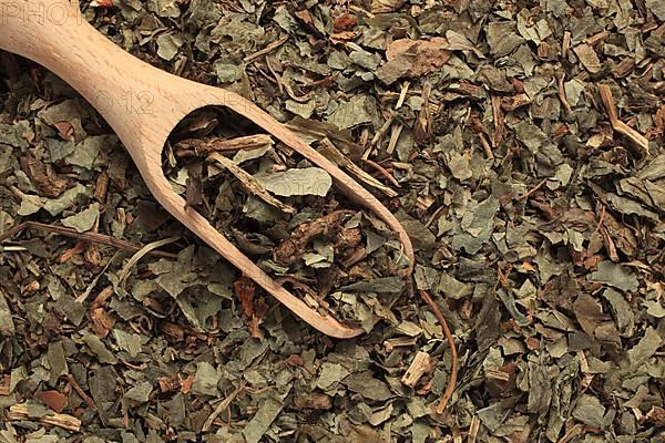 Dried herb of the medicinal plant asarabacca,