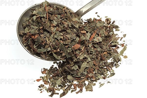 Dried herb of the medicinal plant asarabacca,