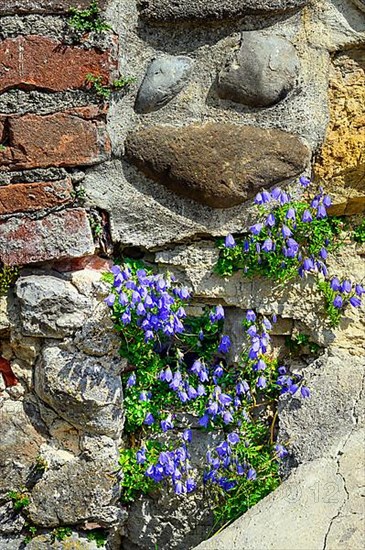 Bearded bellflower,