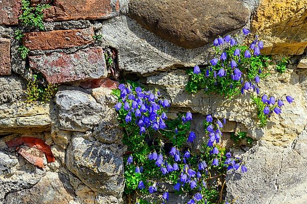 Bearded bellflower,