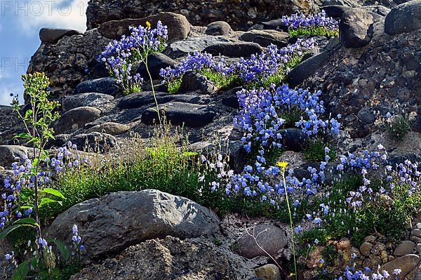 Bearded bellflower,