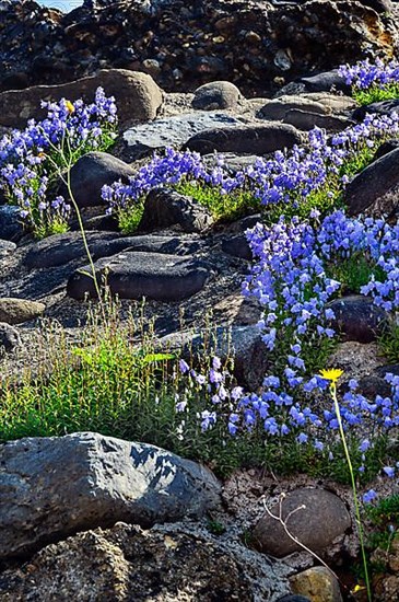 Bearded bellflower,