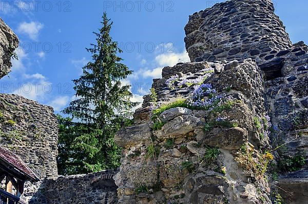 Old wall with spruce and bearded bellflower,