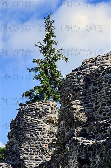 Old wall with spruce, castle ruin Alt-Trauchburg