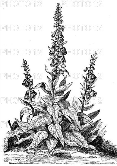 Common foxglove,