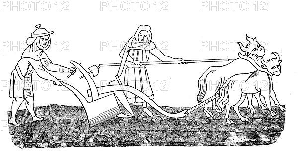 Cultivated state in the 12th century, field work ploughing with an ox team
