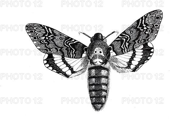 Death's head hawkmoth,