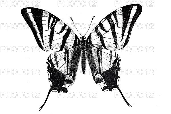 Scarce swallowtail,
