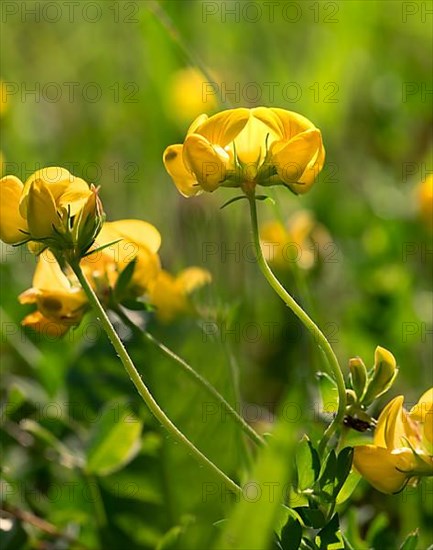 Macro image of horn clover, Germany