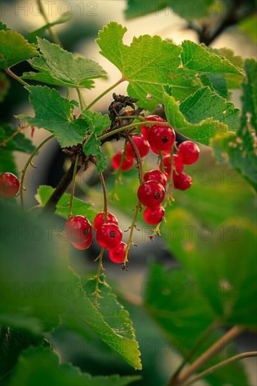 Macro shot of currants, Germany