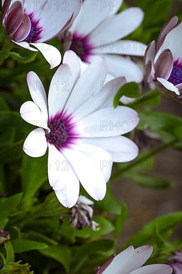 Macro shot Cape daisy, Germany