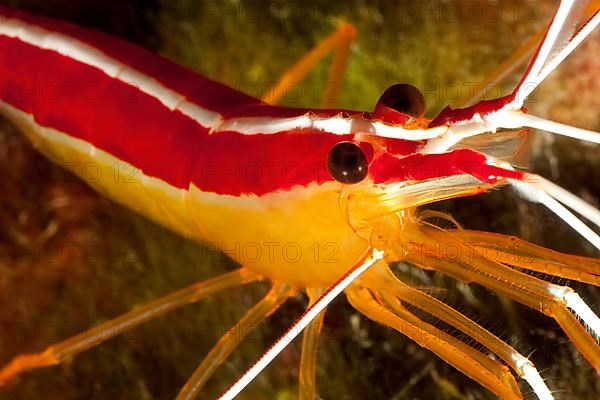 Close-up of head of Atlantic white banded cleaner shrimp,