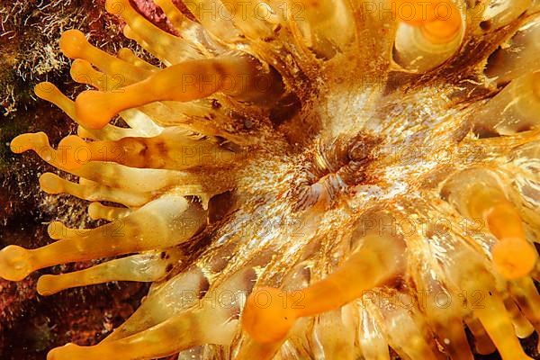 Close-up of tentacle and mouth of club-tipped anemone,