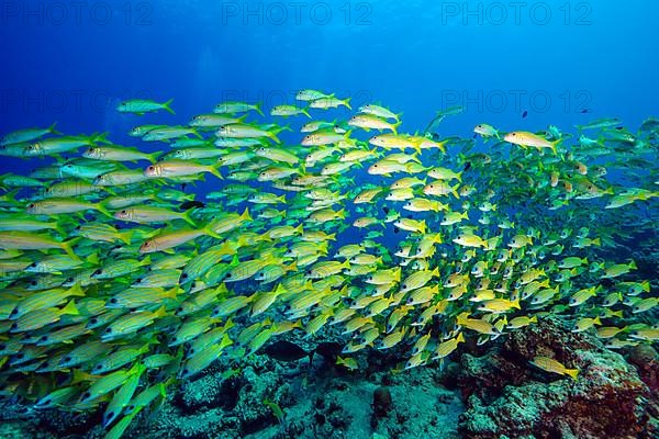 Shoal of bluestripe snapper,