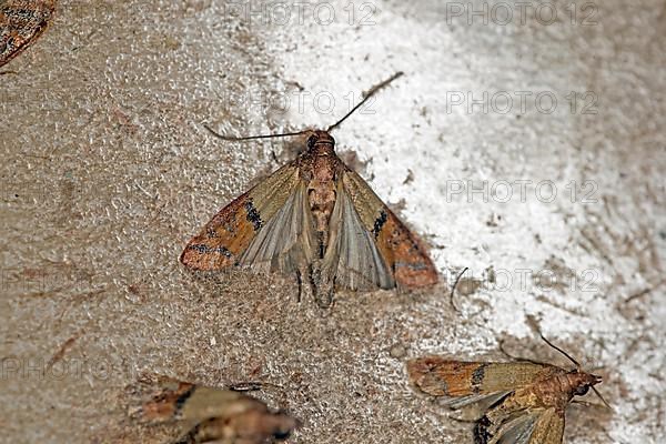 Indianmeal moth,