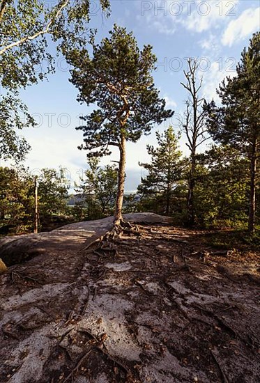 Tree with roots on rocks in the Elbe Sandstone Mountains near Dresden, Germany