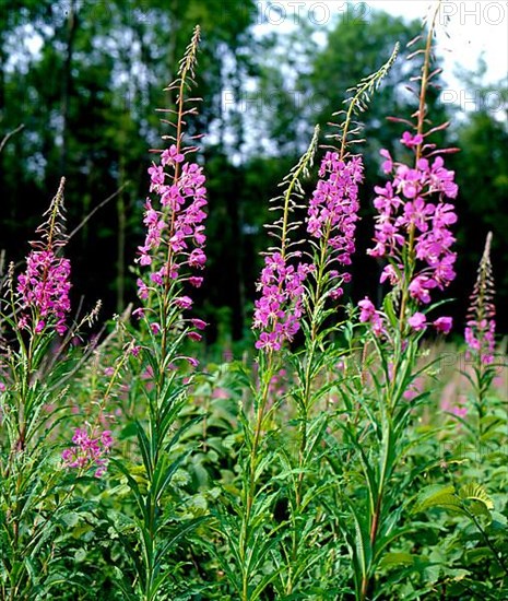 Narrow-leaved willowherb,