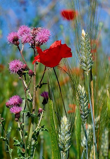 Field thistle,