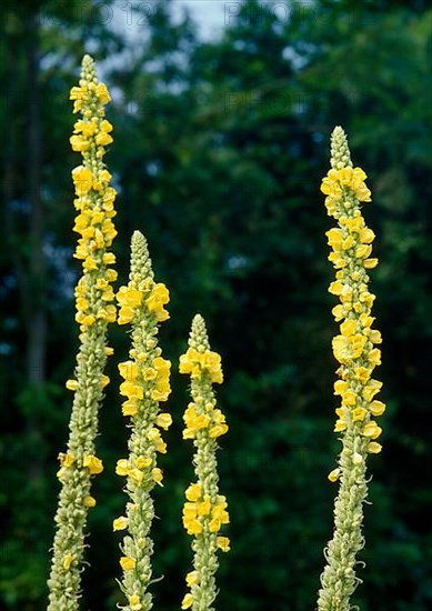 Mullein,