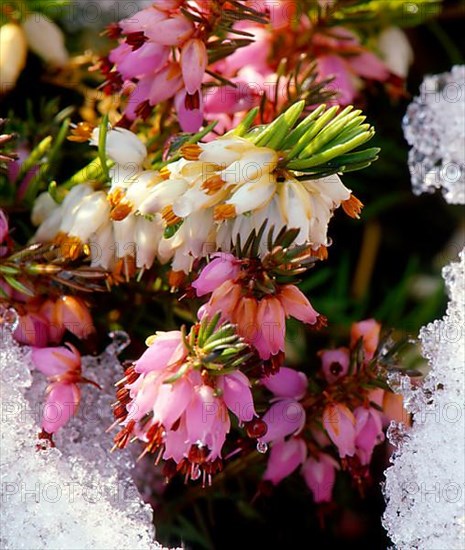 Heather Erica in the snow True cross-leaved heath,