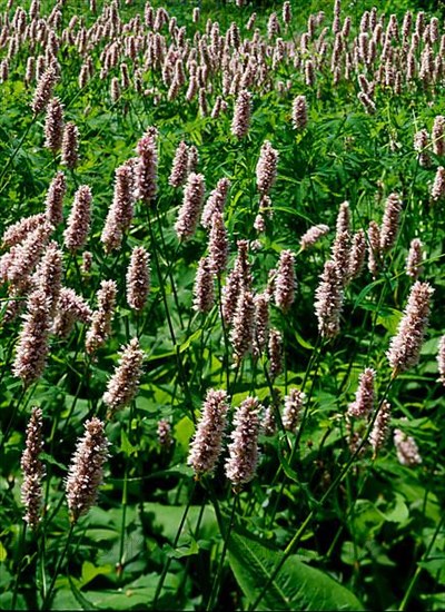 Snake's knotweed,