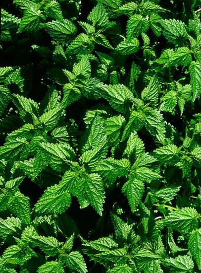 Nettle leaves,