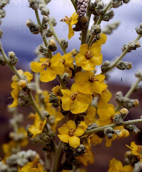 Dense-flowered mullein,