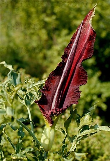 Common dragonwort Dracunculus vulgaris,