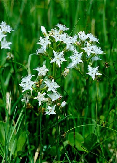 Bog bean,