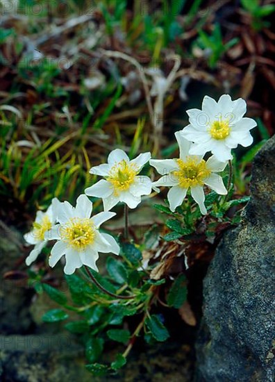 Silverroot Dryas octoptala,