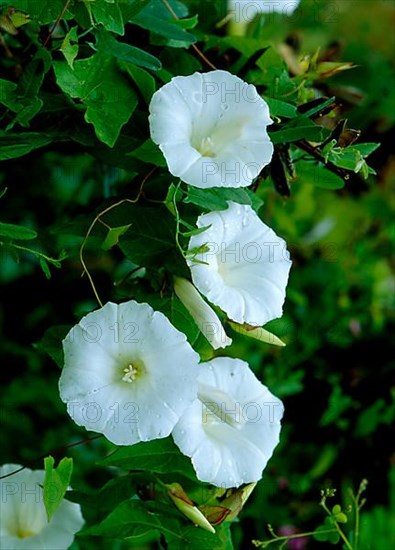 Larger bindweed,