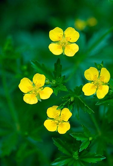 Cinquefoil,