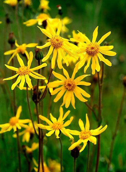 Mountain arnica,