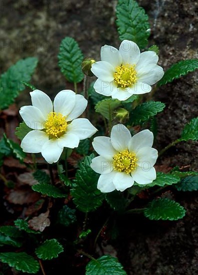 Silverroot Dryas octoptala,