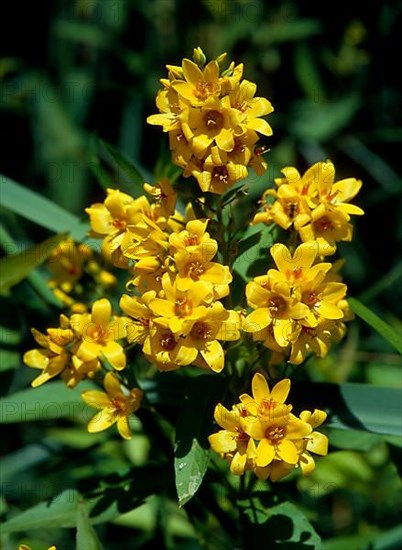 Common st john's wort,