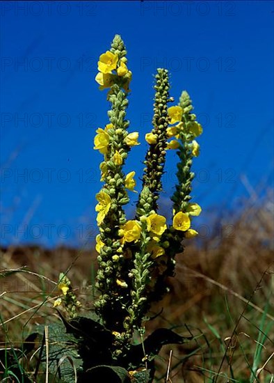 Great mullein,