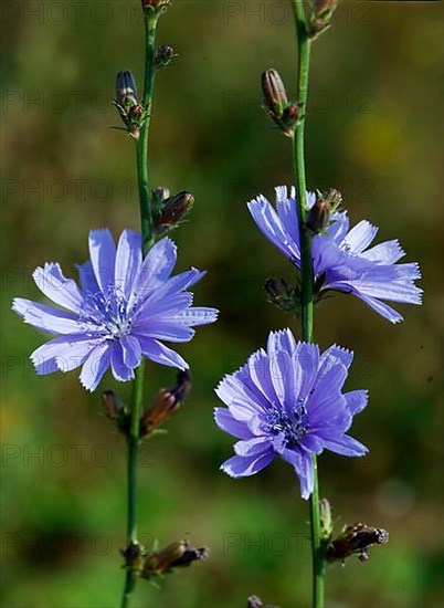 Chicory,