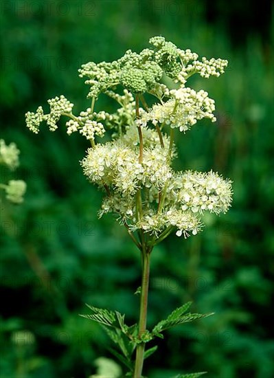 Meadowsweet,