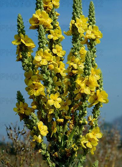 Great mullein,