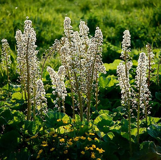 Butterbur,