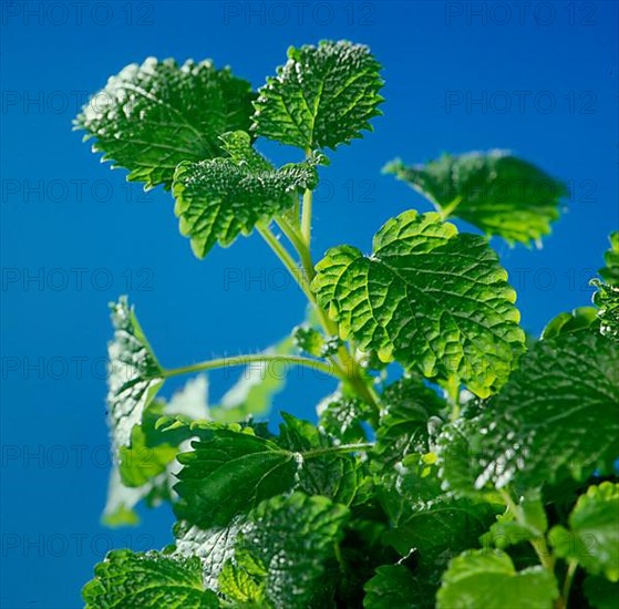 Lemon balm,