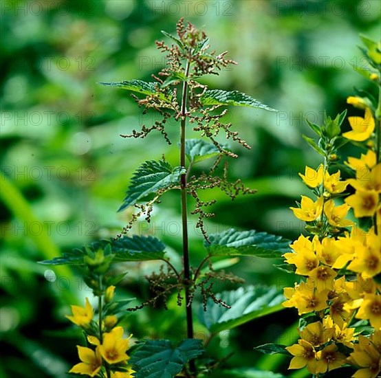 Stinging Nettle Loosestrife,