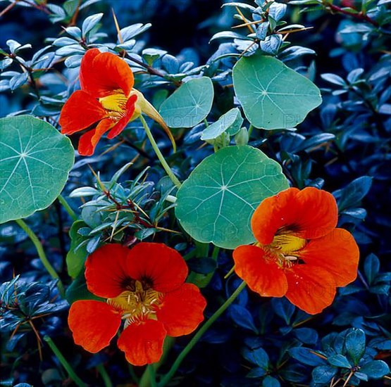 Nasturtium,