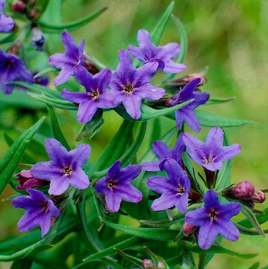 Stone seed, Lithospermum caeruleum Purple stone seed Lithospermum purpurocaeruleum