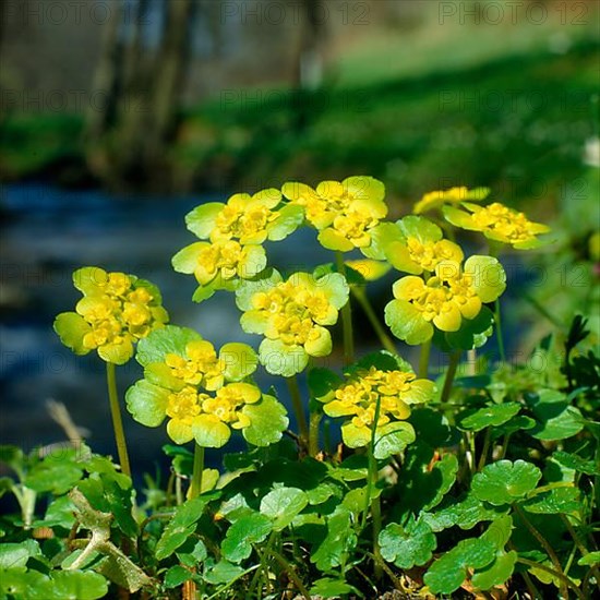 Spleenwort, Chrysosplenium alternitolium alternate-leaved golden saxifrage