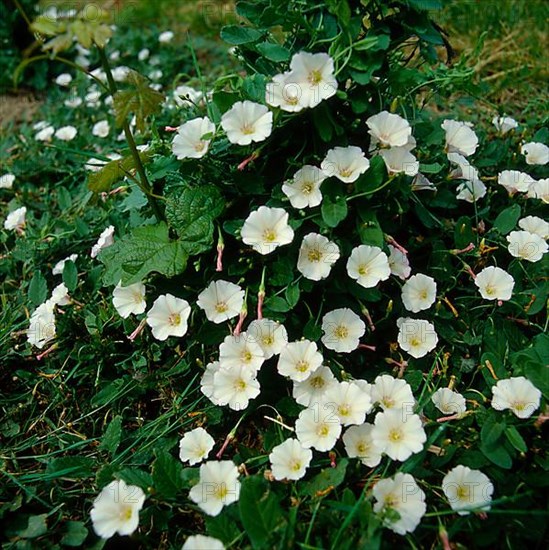 Field Bindweed Conrolvulsu arrensis,