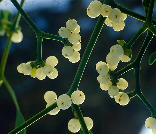 European mistletoe,