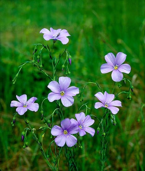 Linseed, flax Perennial flax